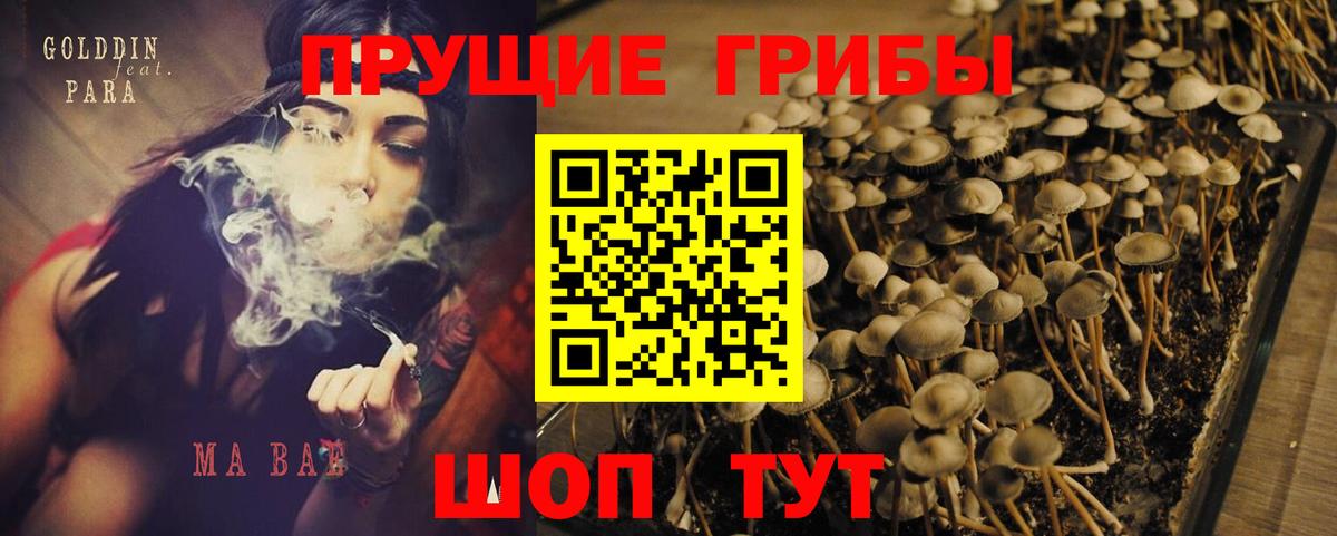 Псилоцибиновые грибы Cubensis  Вход с VPN  Зерноград  Галлюциногенные грибы мицелий 
